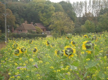 Swanton with Sunflowers